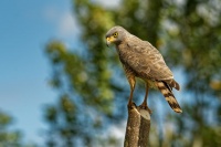 Kane krahujova - Rupornis magnirostris - Roadside Hawk o1500